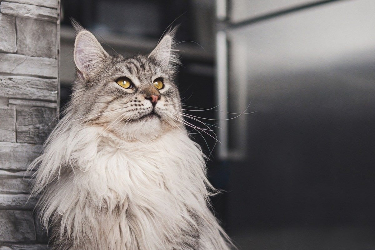 Maine Coon, una de las tres razas que sufren en la ciudad