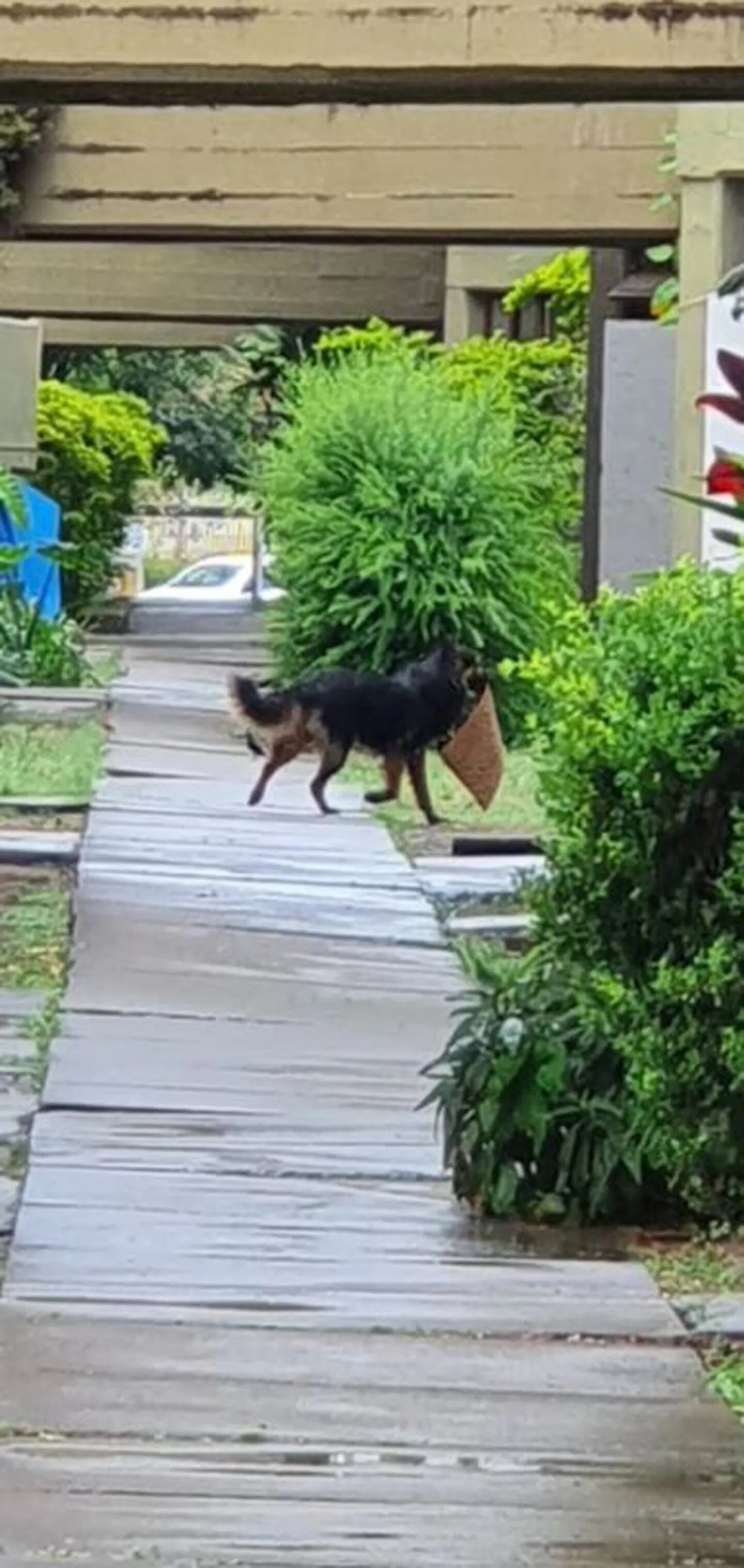 La prueba irrefutable que presentaron los vecinos. Foto: Twitter / @MartuHaustein2