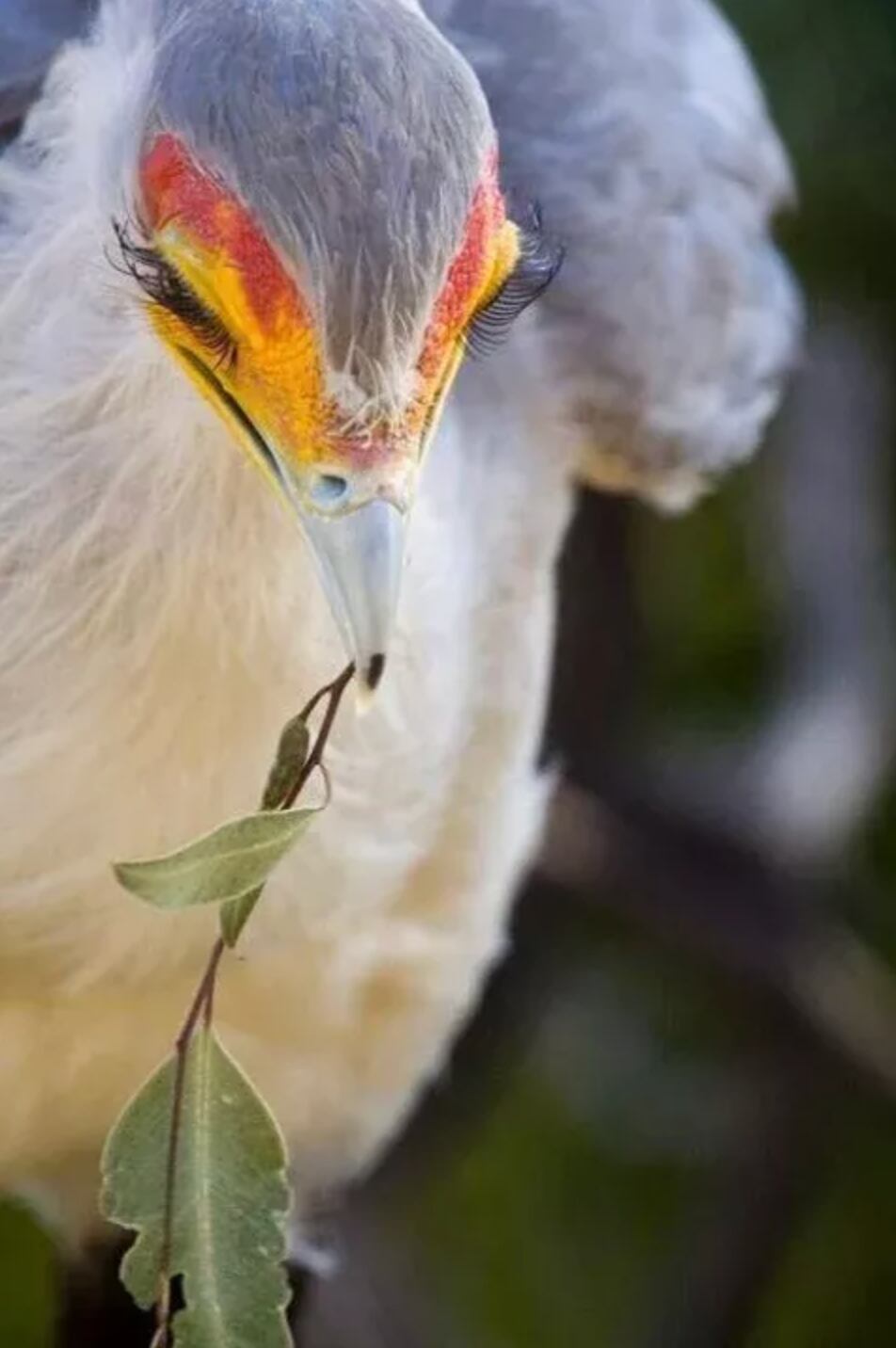 Pájaro secretario