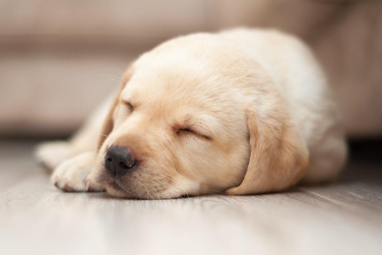 Cachorro Labrador