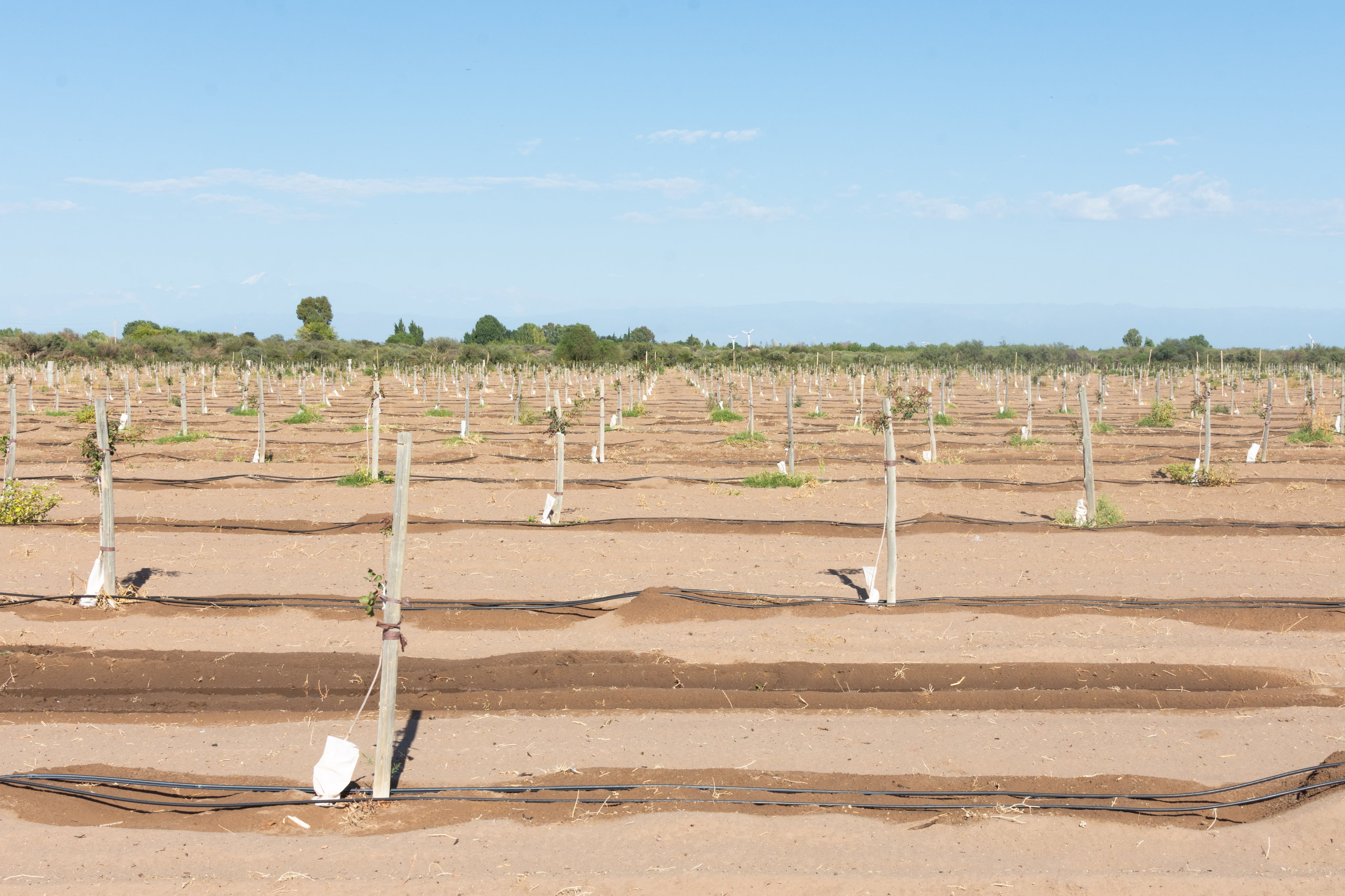 Sustentabilidad en acción: Halpern lidera el camino en el riego agrícola