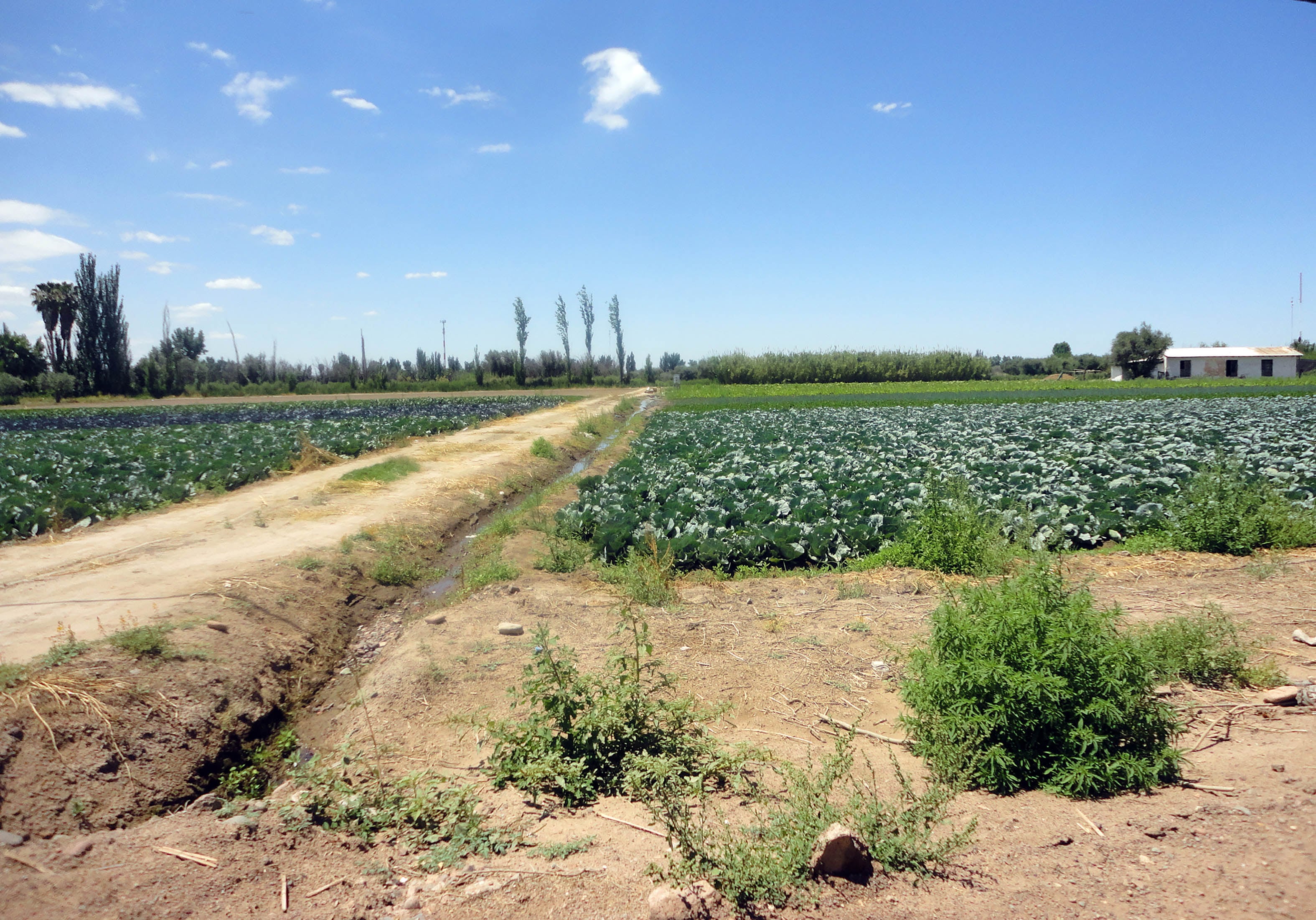 Paisajes hortícolas con variedad de cultivos que aseguran colores y aromas diversos, junto a canales de riego que hacen posible el oasis productivo y arboledas que aportan verticalidad a la visual.