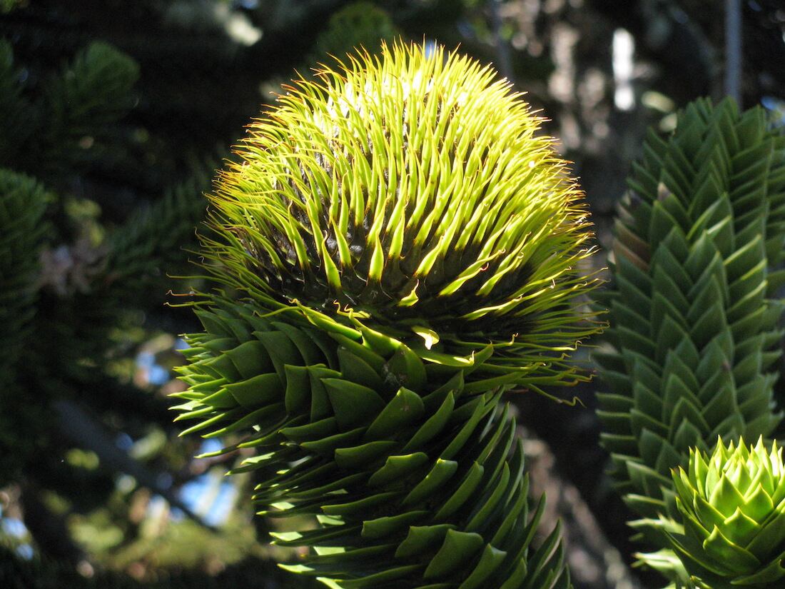 Cono femenino de Araucaria araucana en desarrollo. Su maduración demora dos años sobre la planta.