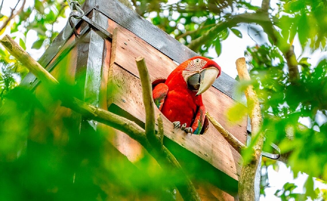 Ya son 17 los guacamayos que vuelan libres - 