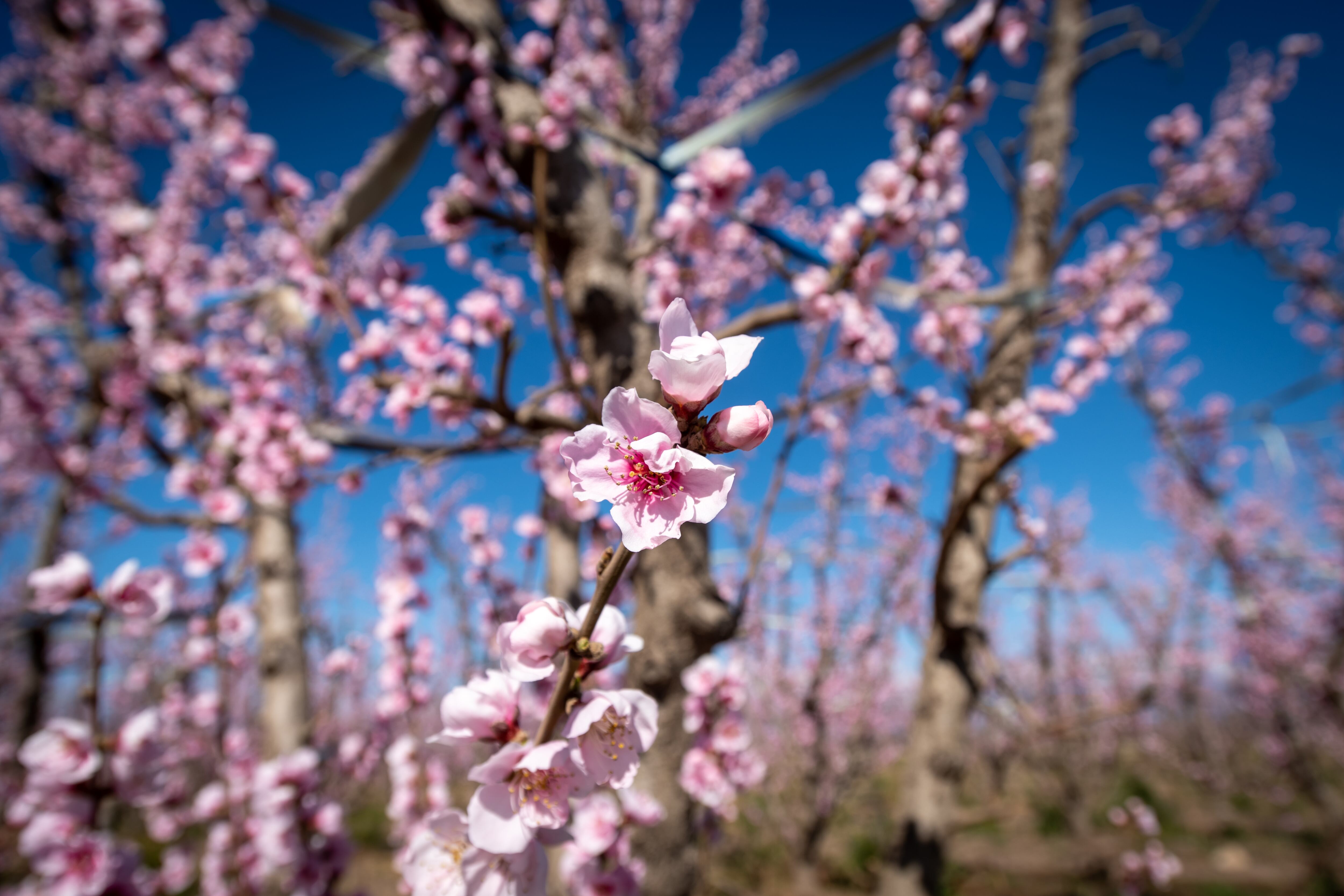 Otra hermosa imagen de una primavera anticipada en el Valle de Uco.