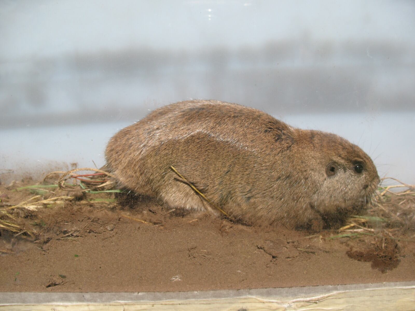 Ctenomys Verzi (tuco-tuco de Verzi). Localidad Valle de las Leñas, Mendoza, Argentina. Foto: Gentileza