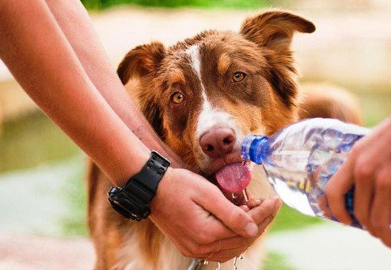 Cómo prevenir los golpes de calor en los perros.