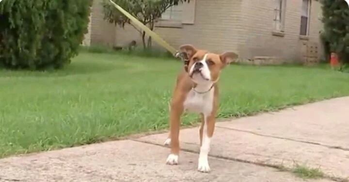 Bruno, el cachorro de seis meses al que Vargas intentó dispararle.