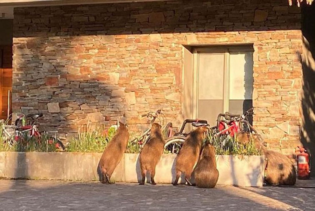 Se le construirá un espacio específico para los animales y de esta manera llegar a una convivencia en armonía. 