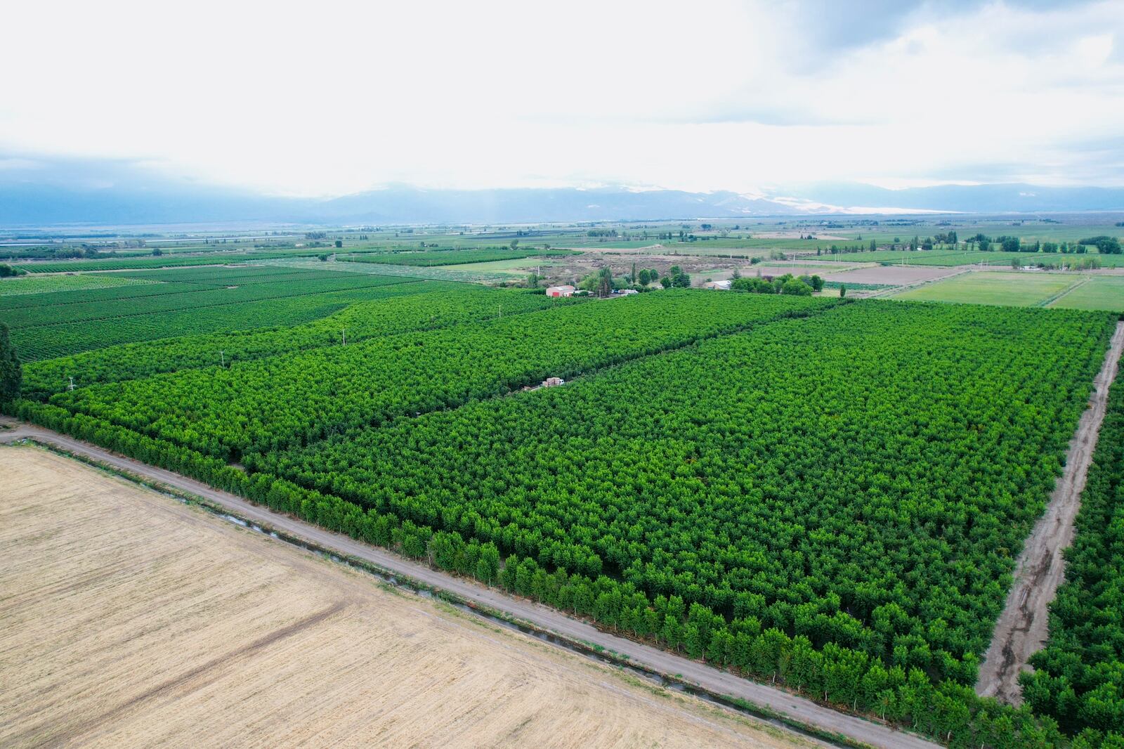 Parcela con durazno industria en Mendoza. Imagen: gentileza Innovafruit.