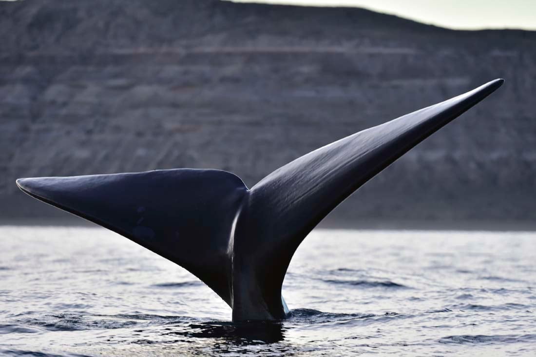 Avistaje de ballenas en Puerto Piramides, Chubut. (Telam)