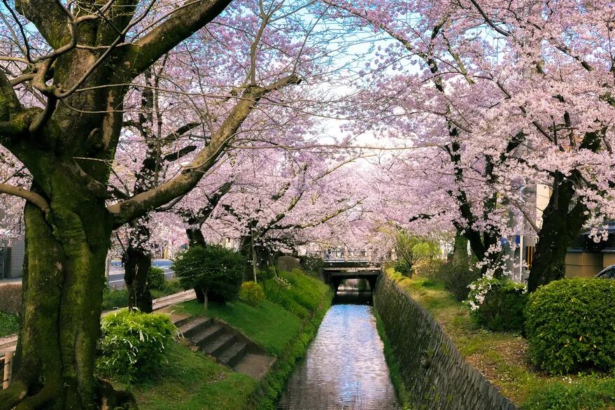 Camino del Filósofo, (Kioto, Japón).