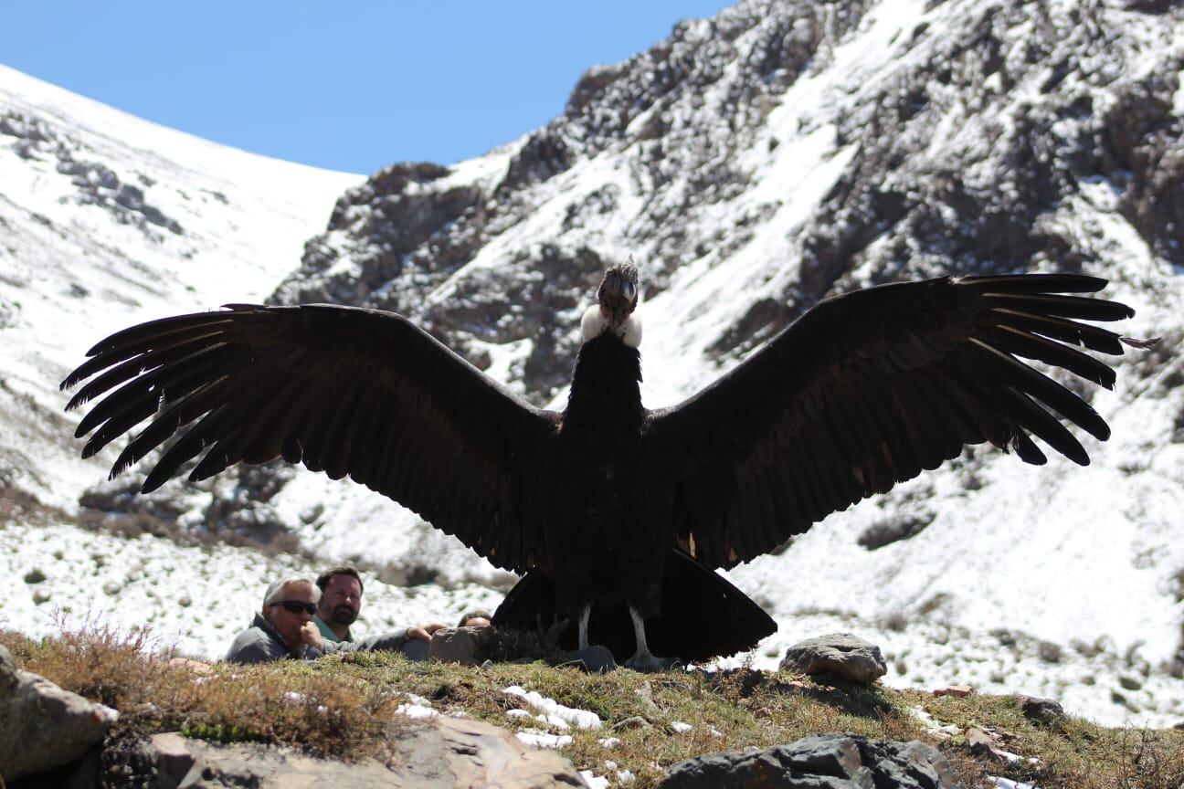 Fotos y videos: así fue la liberación de Ángel, el cóndor rescatado durante un megaoperativo en Potrerillos. Foto: Gentileza Martín García - Guardaparque Departamento de Fauna Silvestre