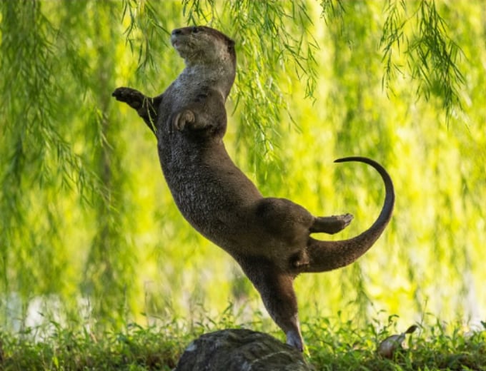 Otter Kwek se llevó el galardón de la categoría Submarina por su foto de una "nutria bailarina". Foto: Otter Kwek