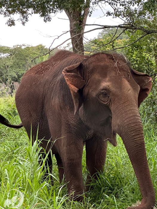 Vidas nuevas: así están la elefanta Guillermina y el tortugo Jorge en sus nuevos hábitats. Foto: Facebook Global Sactuary for Elephants