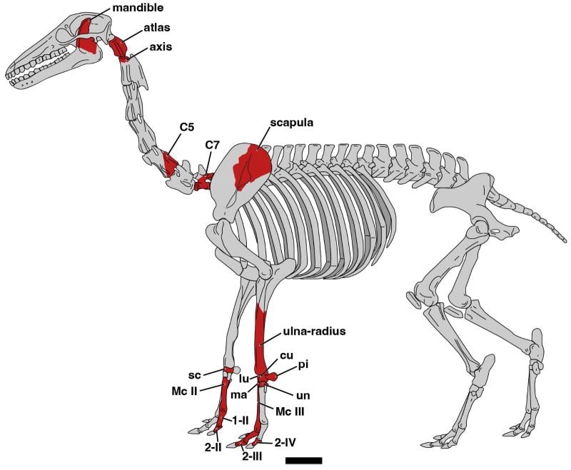 La anatomía del mamífero Micrauchenia saladensis.