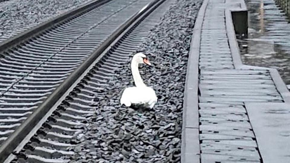 La acción del animal generó un caos en el sistema de transporte. Ocurrió en Alemania.