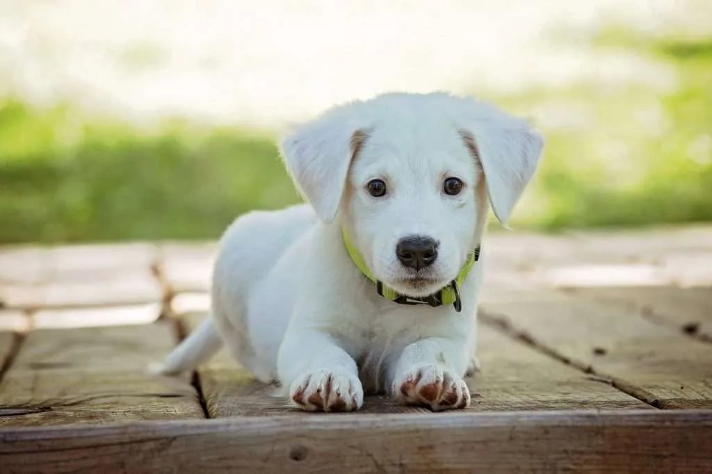 Esto significa soñar con perros. (Web).