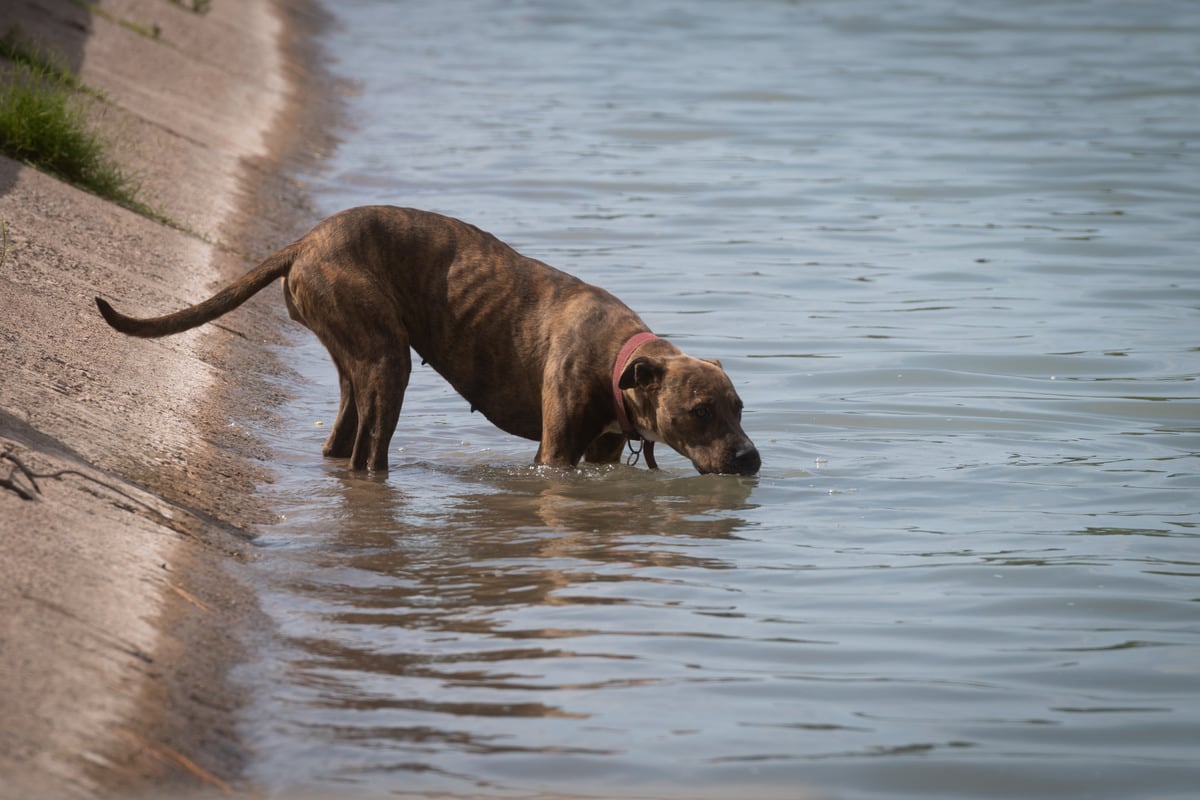 Ola de calor en Mendoza. Foto archivo: Ignacio Blanco / Los Andes 