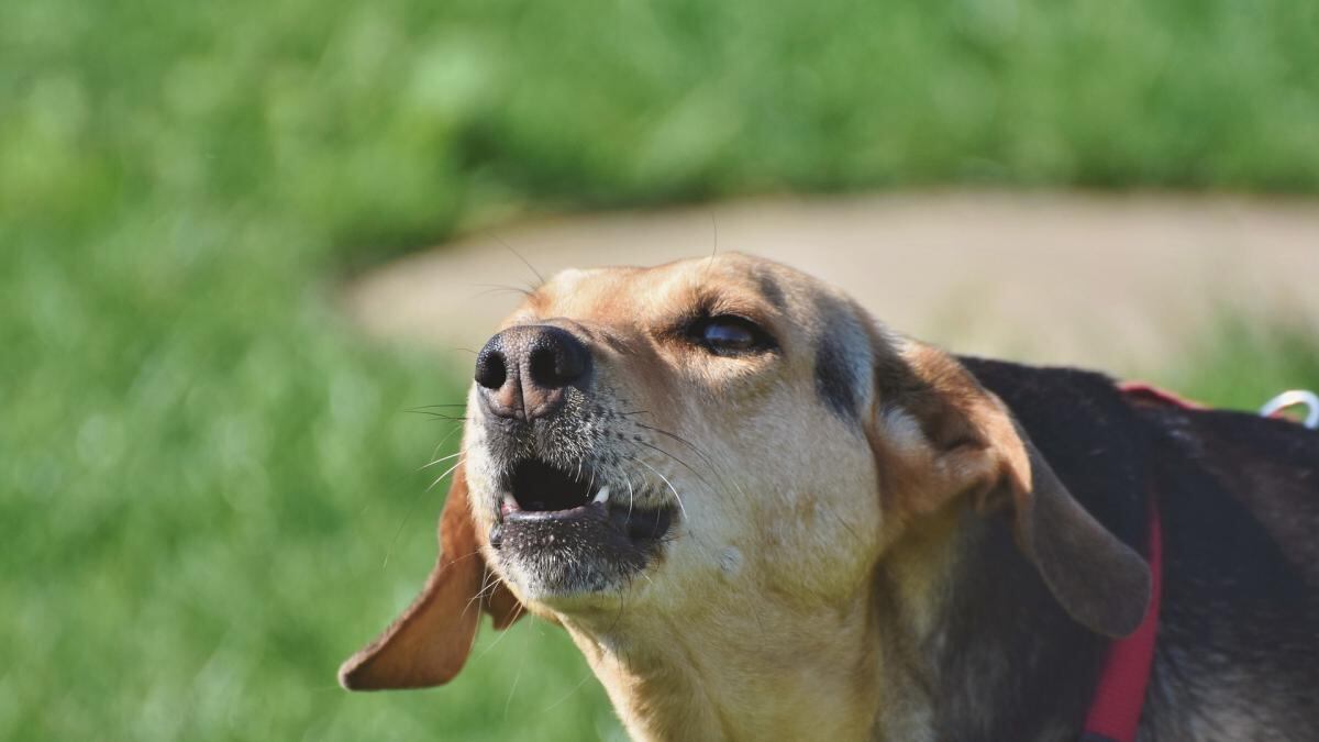 Los perros tienen varias formas de manifestar su ladrido. (Web)