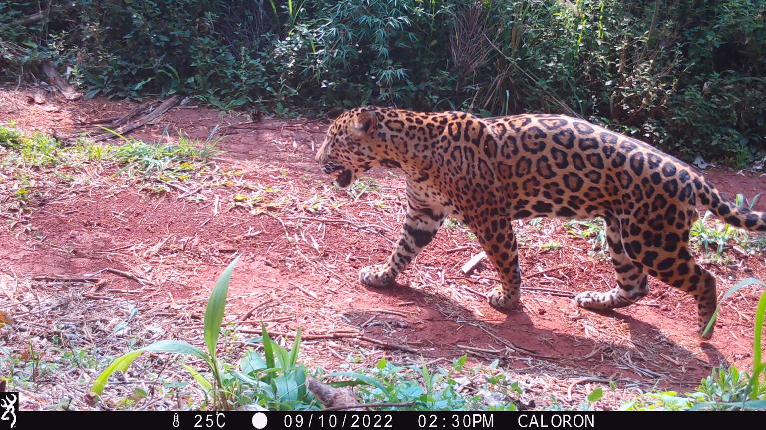 Creció la población de un felino en peligro en el país: el único que vivió en Mendoza y la multimillonaria multa por su caza. Foto: Gentileza Fundación Vida Silvestre Argentina