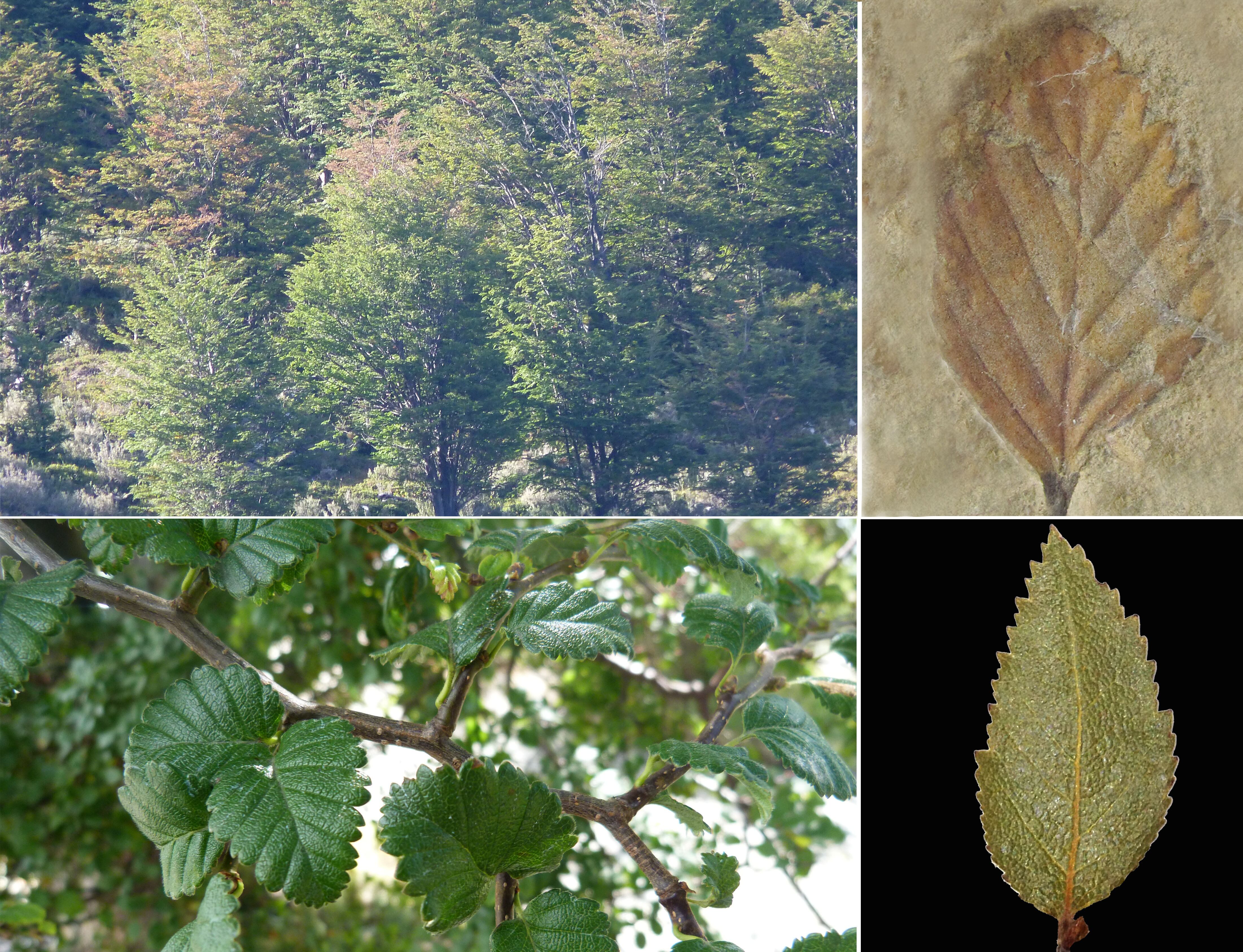 Arriba izquierda: Bosque actual de Nothofagus en Patagonia.
Arriba derecha: Hoja fósil de Nothofagus hallada en Santa Cruz.
Abajo izquierda: Árbol de Lenga (Nothofagus pumilio) en Patagonia.
Abajo derecha: Hoja actual de Coihue (Nothofagus betuloides) en Patagonia. Foto: Gentileza