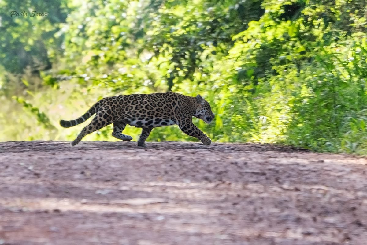 Creció la población de un felino en peligro en el país: el único que vivió en Mendoza y la multimillonaria multa por su caza. Foto: Gentileza Fundación Vida Silvestre Argentina