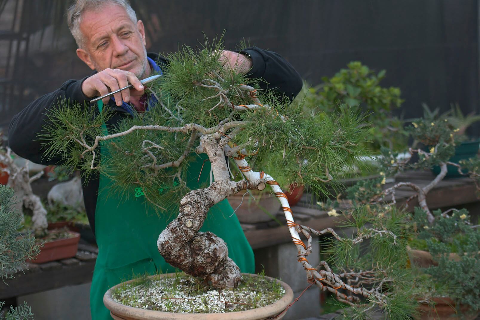 Uno de sus tesoros, es el pino de Alepo, que data de 1962 y fue traído desde Japón. Foto: Orlando Pelichotti / Los Andes