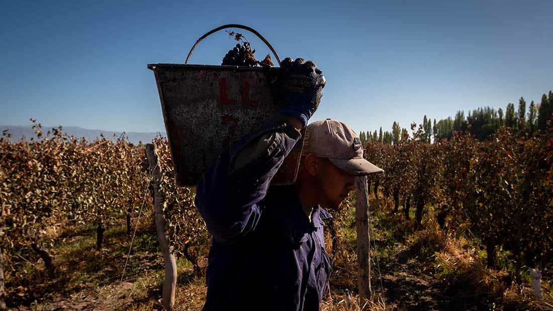 Cosecha manual del varietal Malbec en Agrelo, Luján de Cuyo.

Foto: Ignacio Blanco / Los Andes  