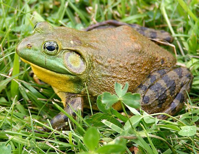 Las 9 especies exóticas invasoras presentes en Mendoza y consideradas entre las más dañinas del mundo.