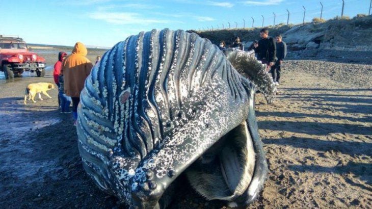 "ballena jorobada"