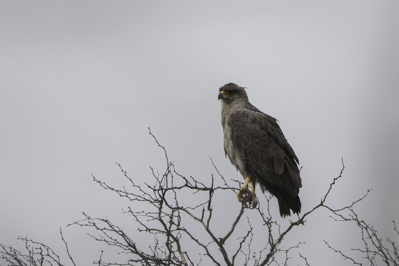 Fotos y video: Estaban de vacaciones en Mendoza y se toparon con una especie en peligro de extinción. Foto: Gentileza: Carlos Servín