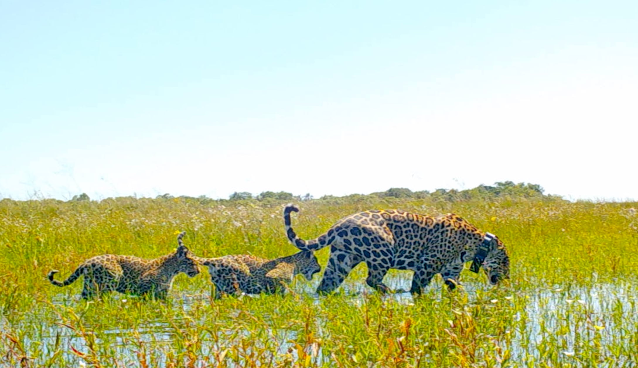 Aunque todavía no podamos avistarlos, ya viven en el parque varios ejemplares de yaguaretés, especie emblema de Corrientes que pudo ser reinsertada luego de estar extinta en la provincia por siete décadas. Foto: Matías Kebak / Rumbos.