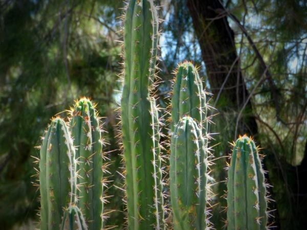 No a las plantas con espinas en Navidad