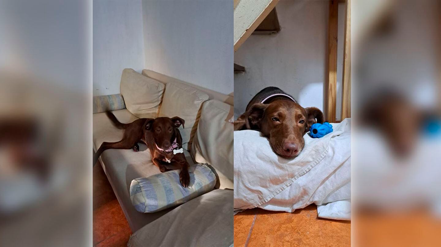 Juana, la perrita que se volvio viral