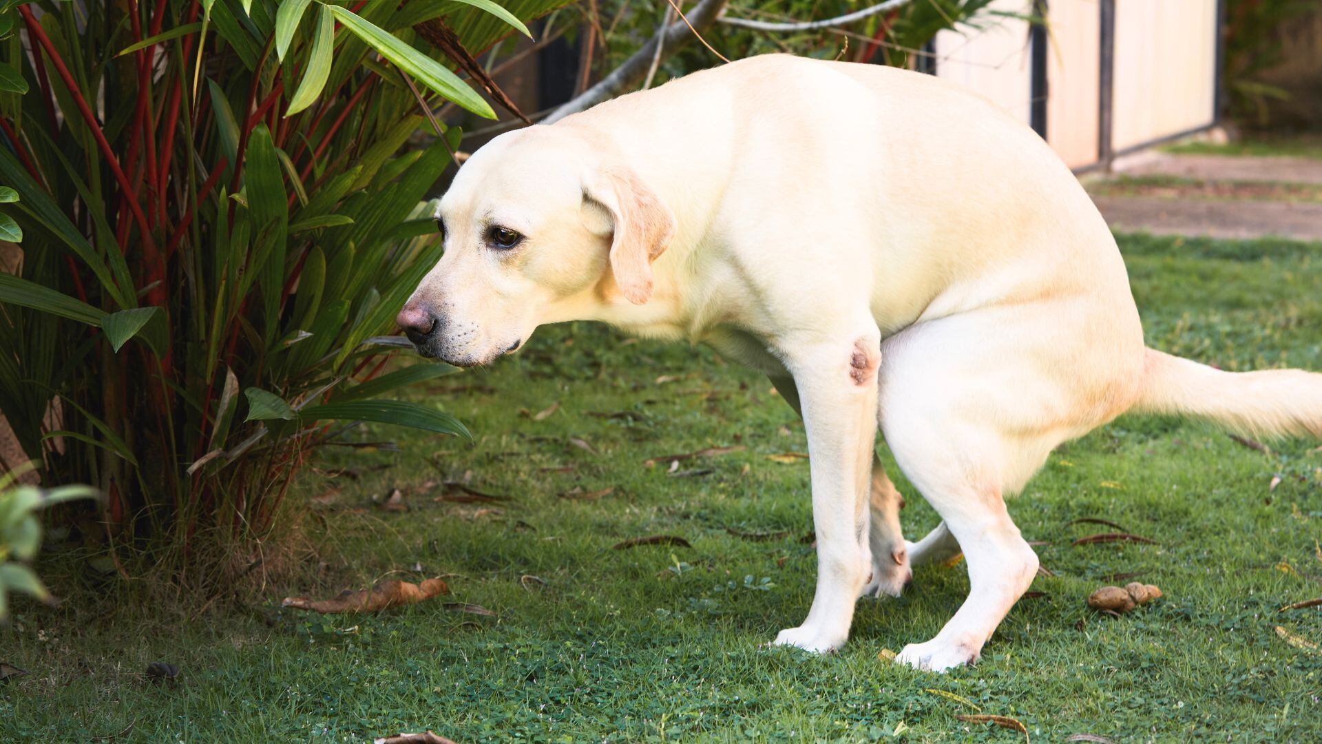 Cuáles son las 3 razas de perros con más flatulencias.