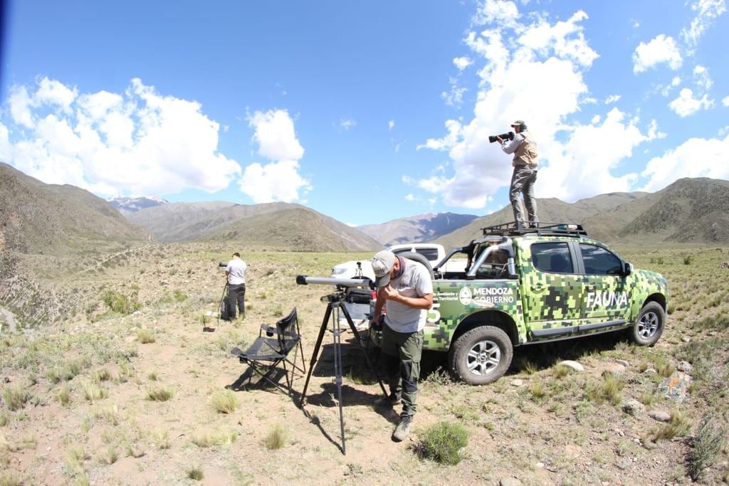 Altos en el cielo: impresionantes imágenes de una nueva edición del censo de cóndores andinos en Mendoza. Foto: Instagram @conservacioncondorandino