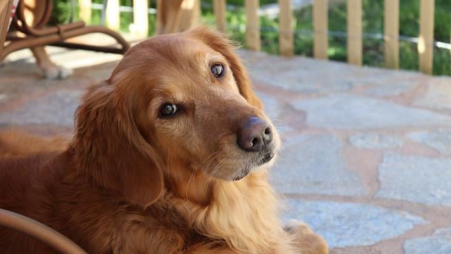 Golden Retriever. Foto Daily Mail.