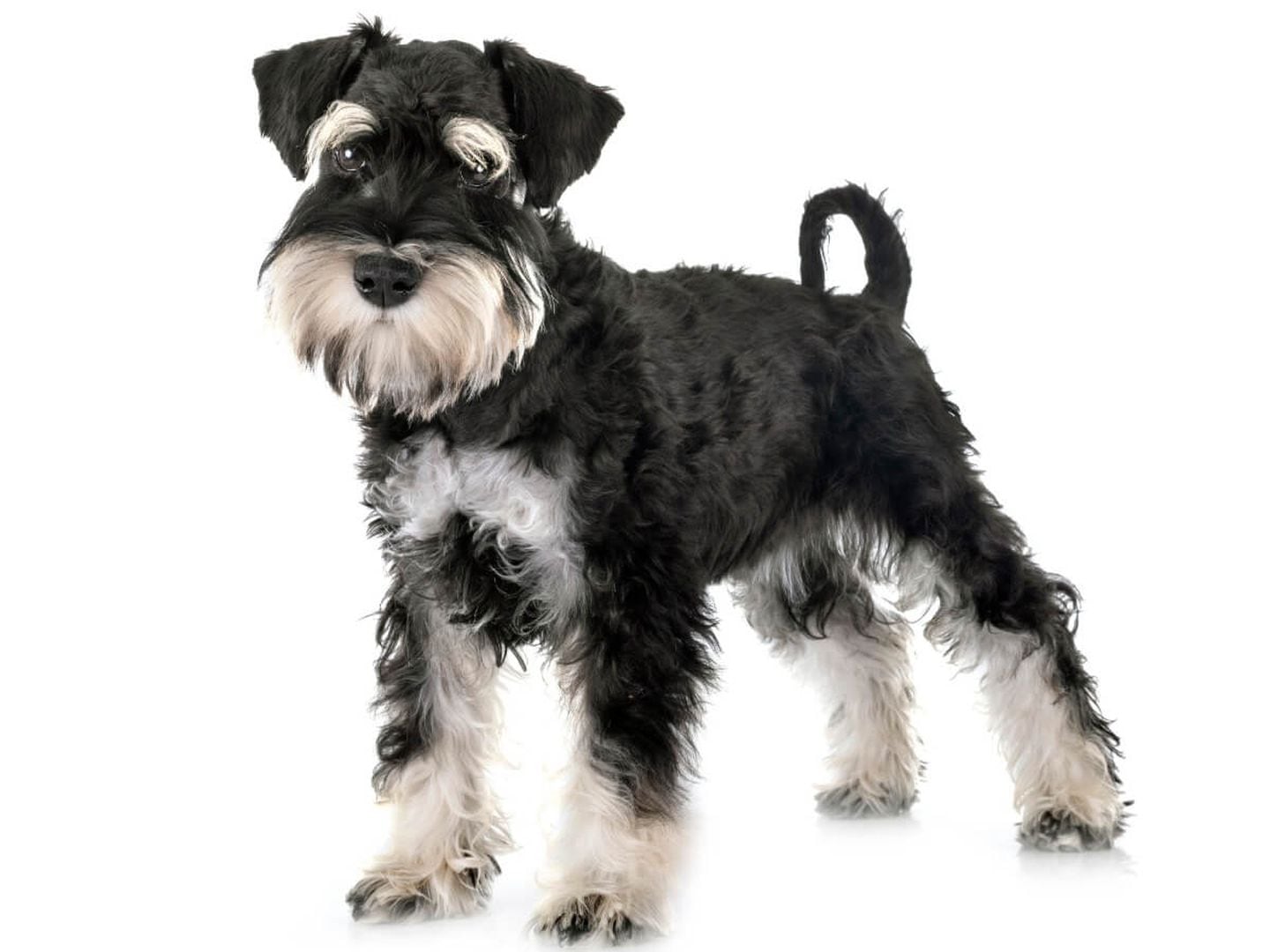 Schnauzer
