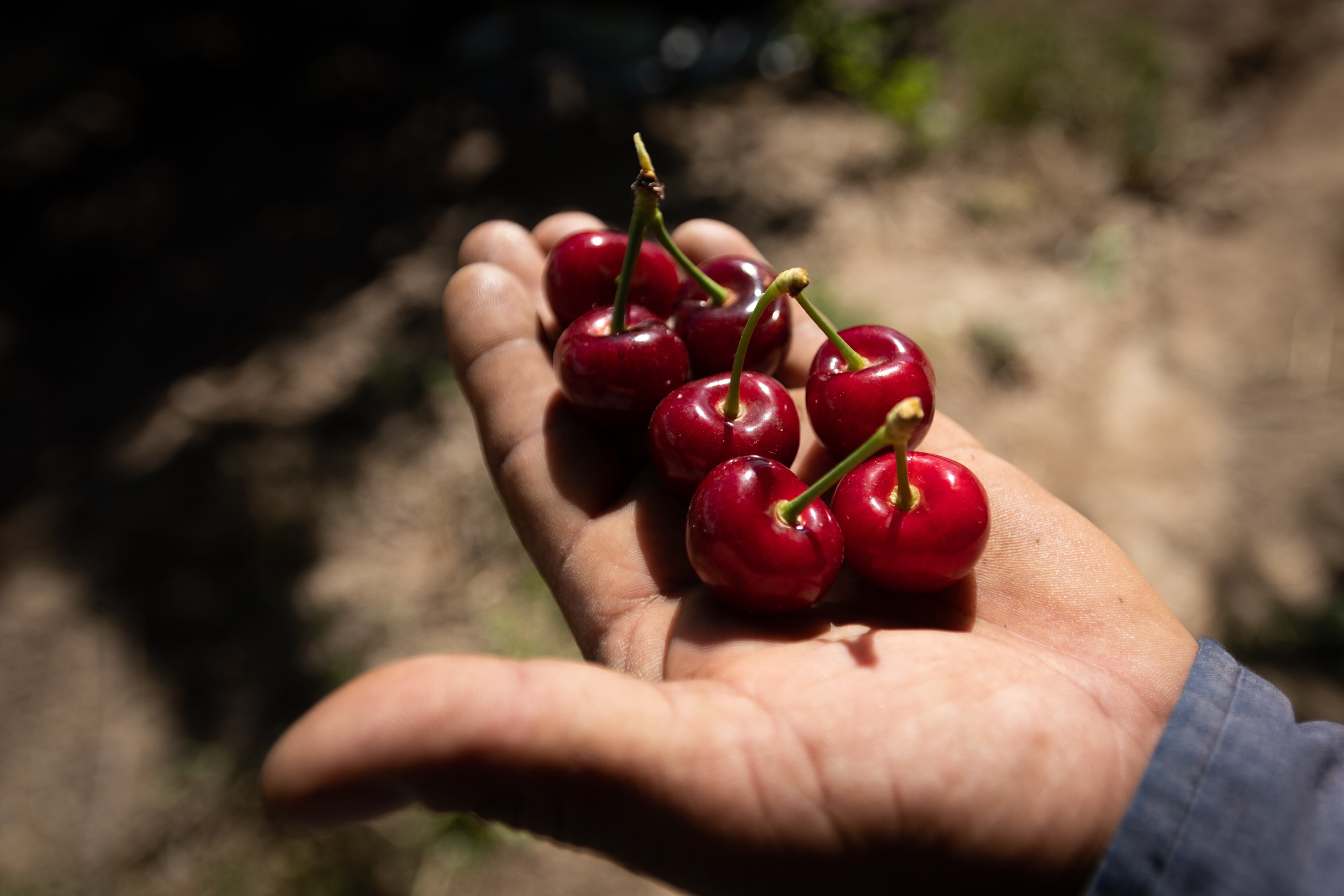 Se necesita levantar una cierta cantidad de kilos de cerezas al día para que sea rentable. No es sencillo alcanzar ese volumen.