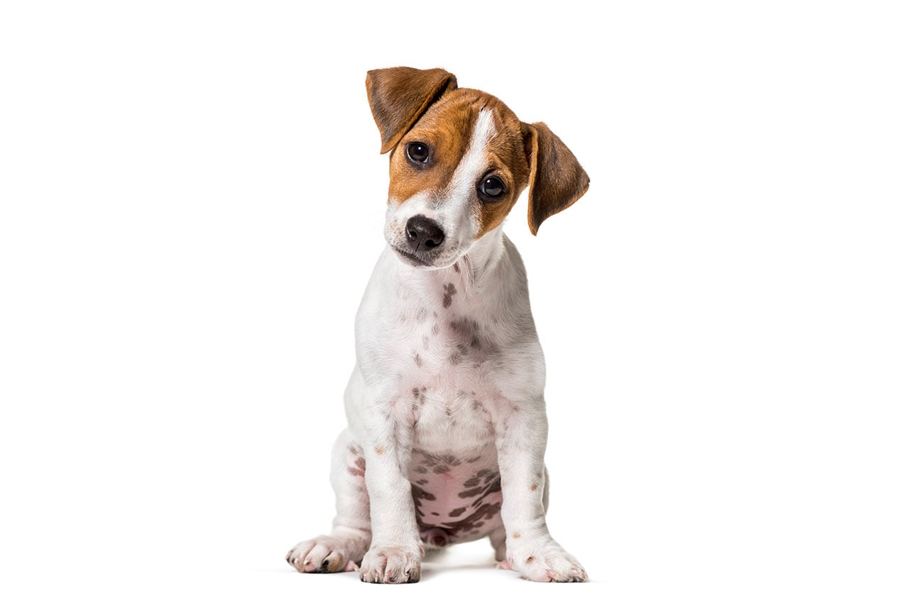 Jack Russell Terrier