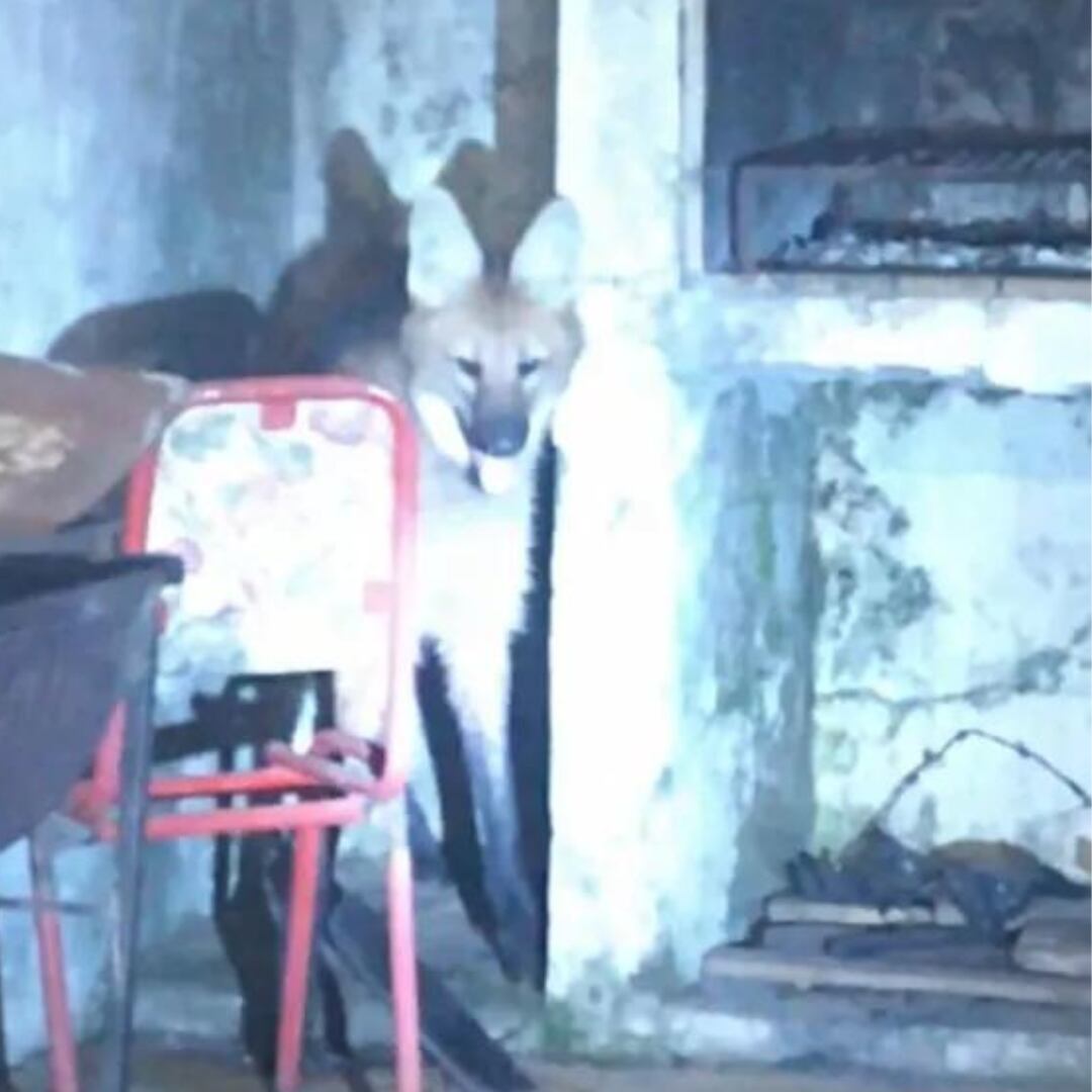 Vecinos fueron sorprendidos por un aguará guazú en el patio de su casa.