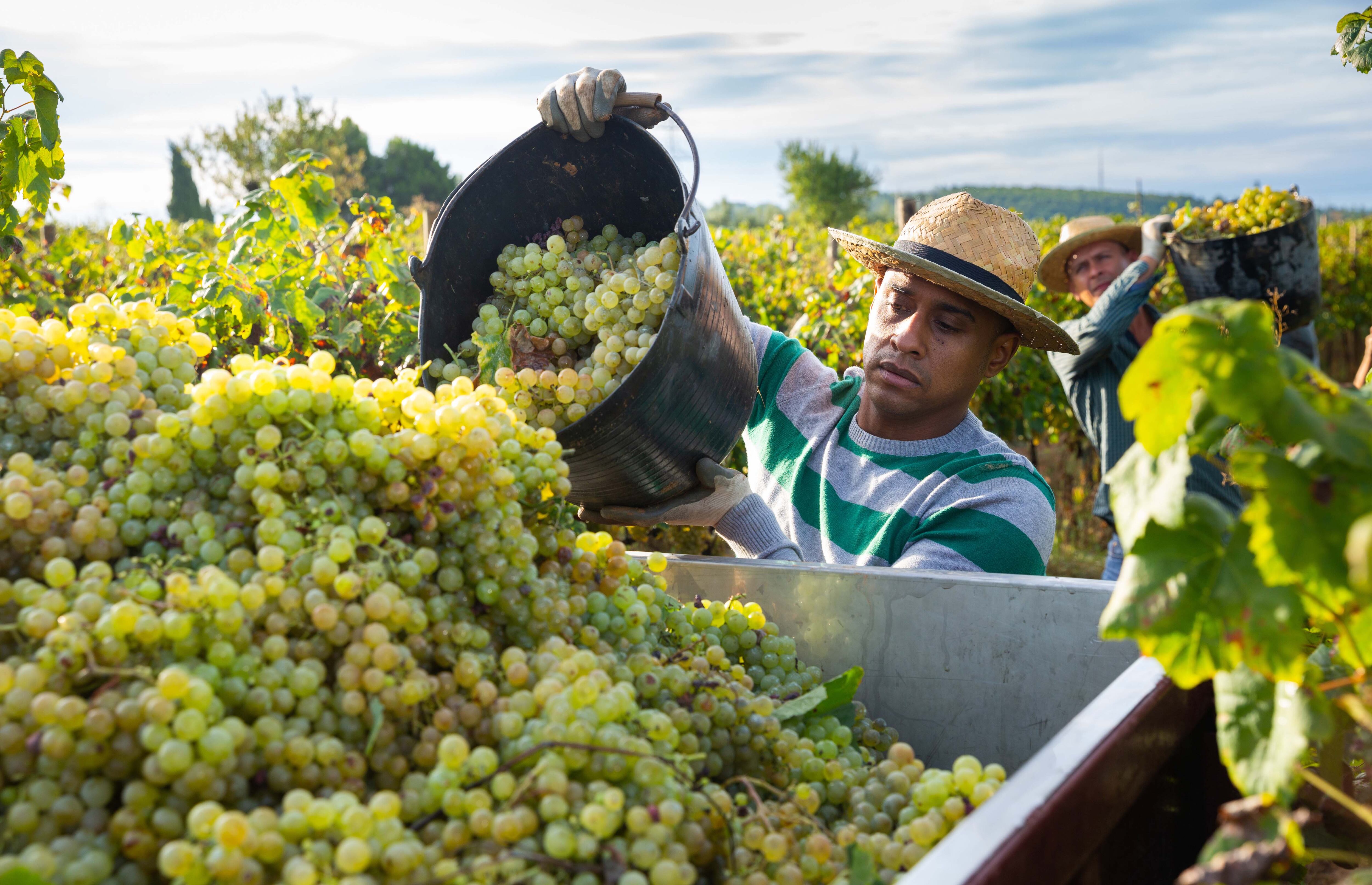 La exclusividad del vino es un factor central a la hora de ponerle precio.