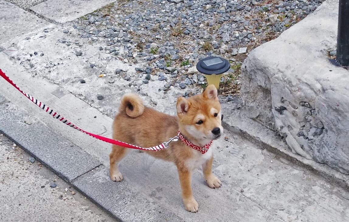 Un cachorro Shiba.