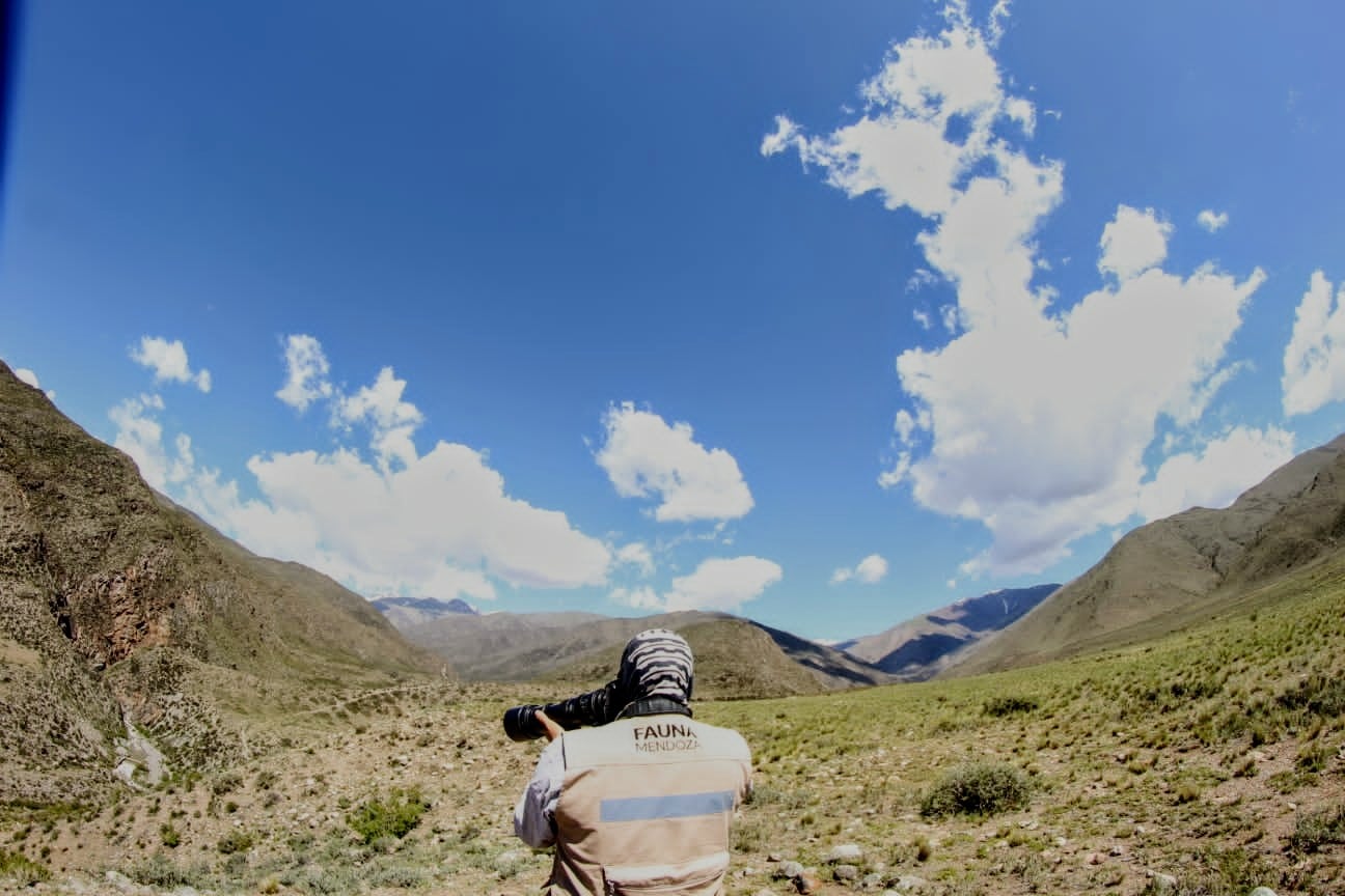 La tierna historia y fotos de una familia de cóndores en Mendoza que quedó registrada en el nuevo censo. Foto: Gentileza Departamento de Fauna Silvestre Mendoza