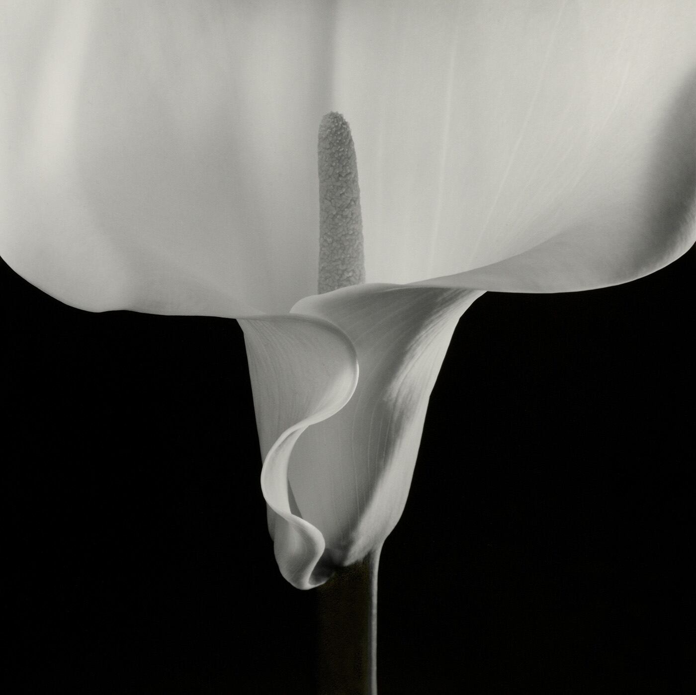 Robert Mapplethorpe