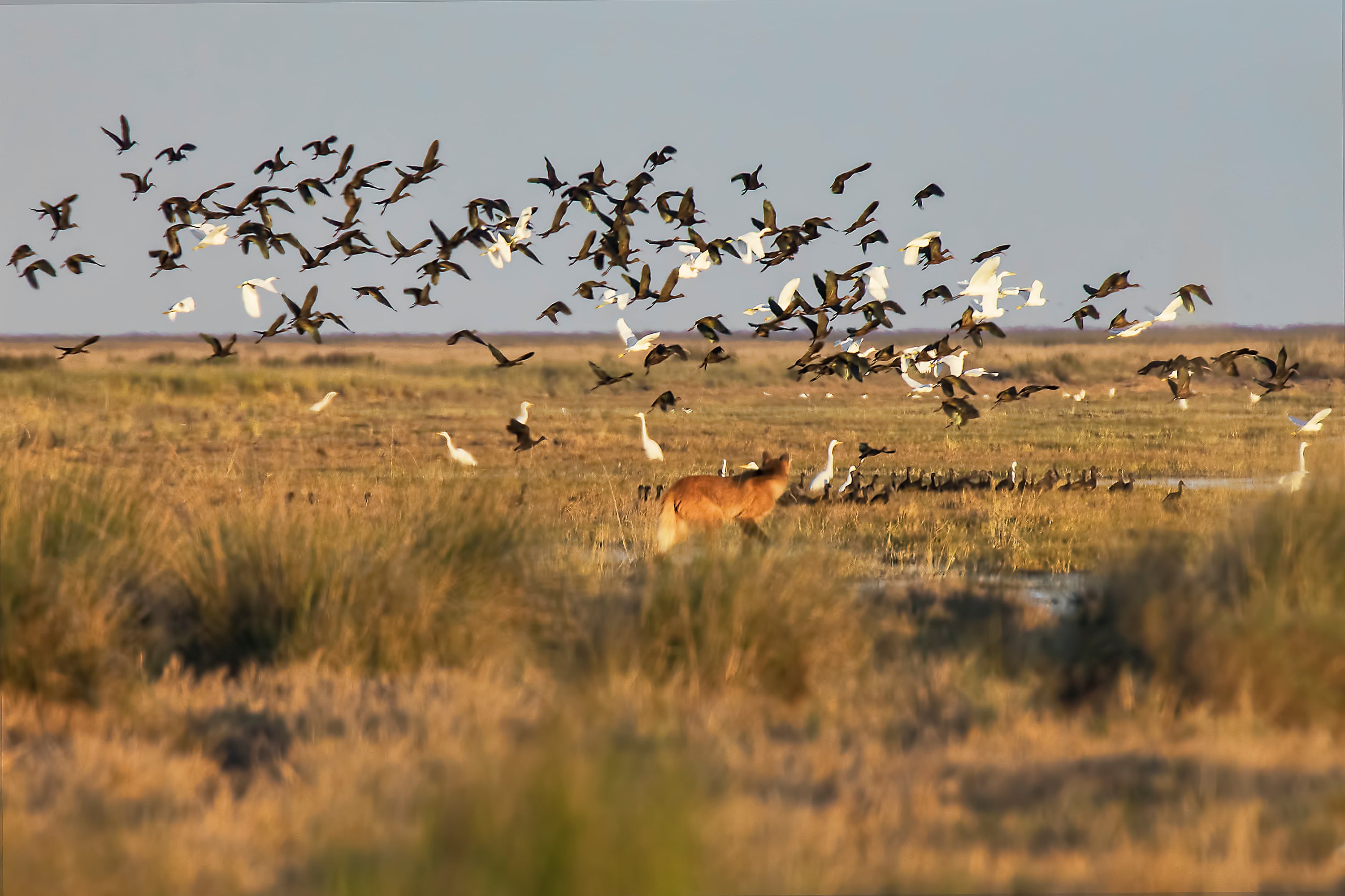 El aguará guazú es una especie emblemática del parque. / Foto: Pablo Rodas