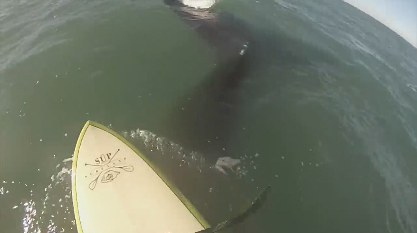 El momento en que una de las ballenas lo tiró a Valentín de la tabla. 