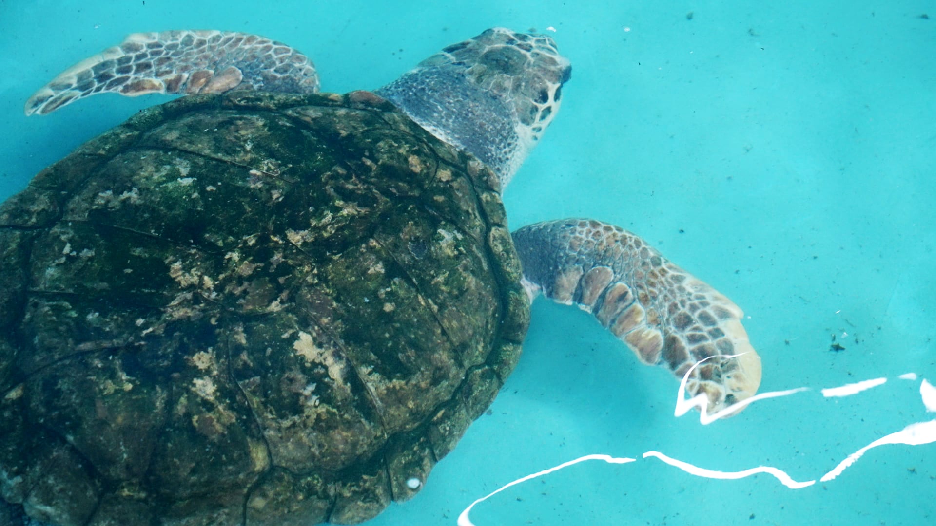 .Vidas nuevas: así están la elefanta Guillermina y el tortugo Jorge en sus nuevos hábitats. Foto; Gentileza