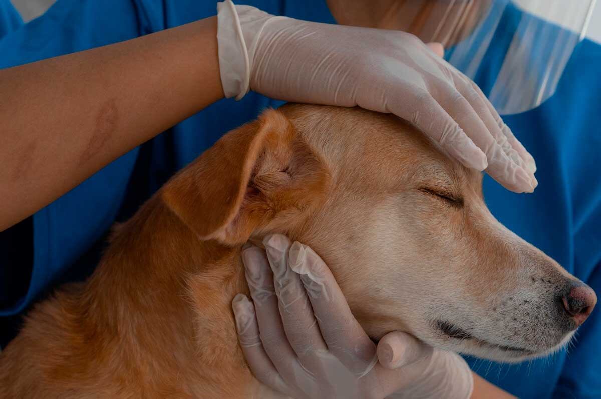 Cómo actuar ante convulsiones en perros.